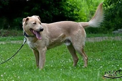 Czaki - psiak w typie labradora szuka domu.,  śląs
