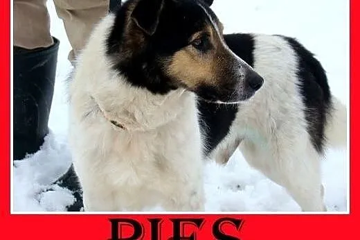 13kg,wesoły,aktywny,średni,sympatyczny,łagodny pie