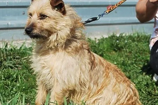Prześliczna, malutka Funia marzy o domu,  śląskie 
