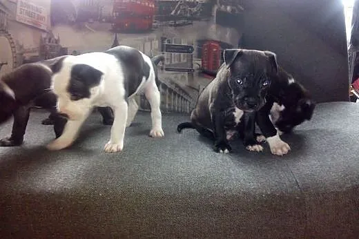 American  Stafordshire Terrier,  Amstaff cała Pols