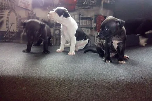 American  Stafordshire Terrier,  Amstaff cała Pols