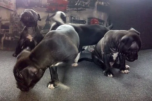 American  Stafordshire Terrier,  Amstaff cała Pols