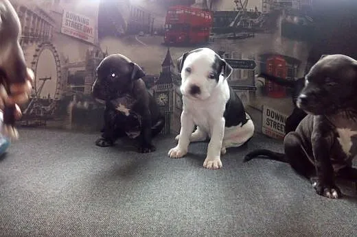 American  Stafordshire Terrier,  Amstaff cała Pols