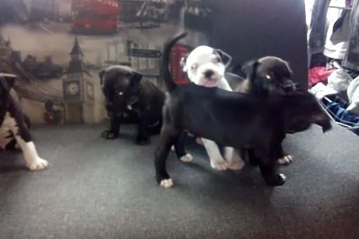 American  Stafordshire Terrier,  Amstaff cała Pols