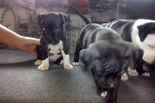 American  Stafordshire Terrier,  Amstaff cała Pols