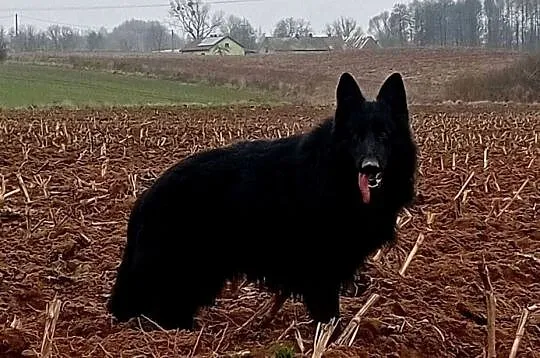 Szczenięta CZARNE Owczarek Niemiecki Długowłosy, Kujawsko-pomorskie, Grzęby