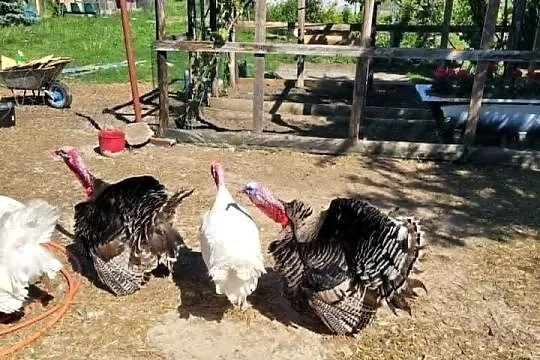 Sprzedam indyki staropolskie, Pomorskie, Smętowo Graniczne