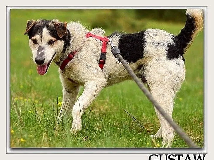 Typ foxterriera,11 kg,aktywny,czujny,przyjazny,zaszczepiony pies GUSTAW.Adopcja., Śląskie, Katowice