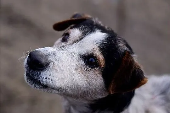 Typ foxterriera,11 kg,aktywny,czujny,przyjazny,zaszczepiony pies GUSTAW.Adopcja., Śląskie, Katowice