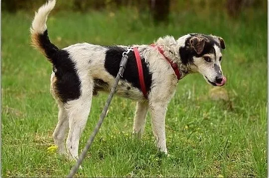 Typ foxterriera,11 kg,aktywny,czujny,przyjazny,zaszczepiony pies GUSTAW.Adopcja., Śląskie, Katowice