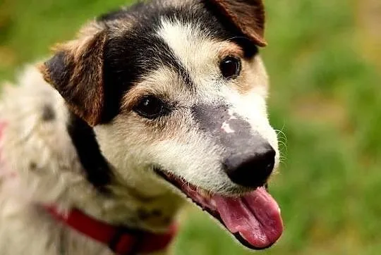 Typ foxterriera,11 kg,aktywny,czujny,przyjazny,zaszczepiony pies GUSTAW.Adopcja., Śląskie, Katowice
