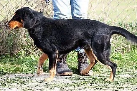 BREGO piękny, energiczny pies w typie gończy PILNI