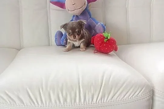 CHIHUAHUA - LILIOWY PIESEK mini, Opolskie, Opole