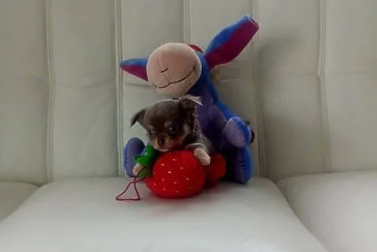 CHIHUAHUA - LILIOWY PIESEK mini, Opolskie, Opole