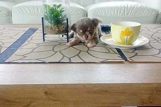 CHIHUAHUA - LILIOWY PIESEK mini, Opolskie, Opole