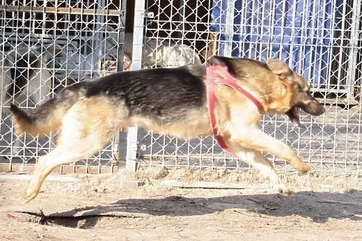 Roky wspaniały psiak w typie owczarka niemieckiego