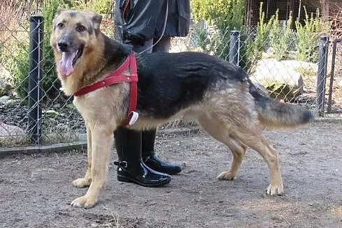 Roky wspaniały psiak w typie owczarka niemieckiego