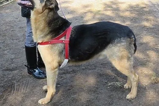 Roky wspaniały psiak w typie owczarka niemieckiego