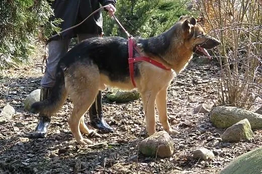 Roky wspaniały psiak w typie owczarka niemieckiego
