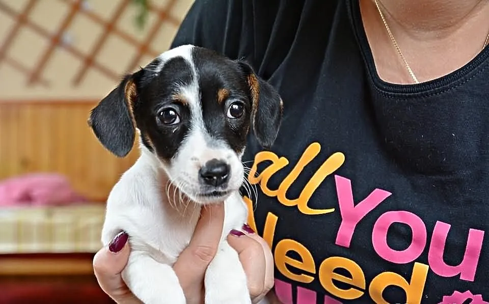 Jack Russell Terrier