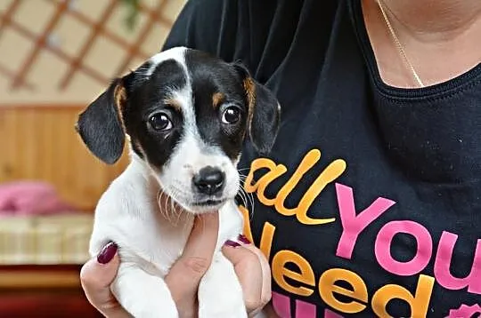 Jack Russell Terrier