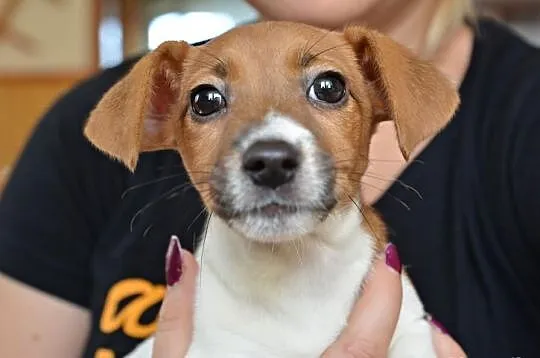 Jack Russell Terrier