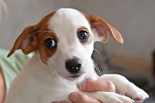 Jack Russell Terrier