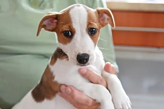 Jack Russell Terrier