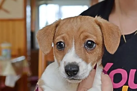 Jack Russell Terrier