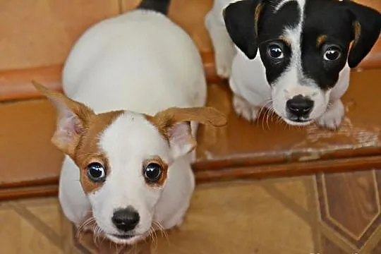 Jack Russell Terrier