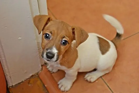 Jack Russell Terrier