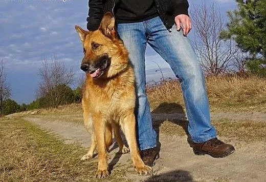 Diego w typie owczarka, Kundelki cała Polska