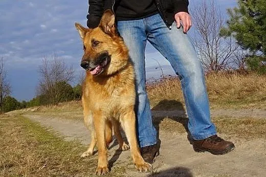 Diego w typie owczarka,  Kundelki cała Polska