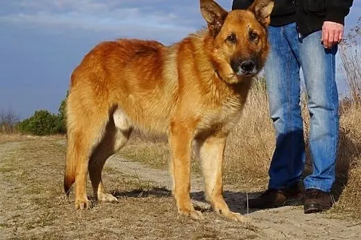 Diego w typie owczarka,  Kundelki cała Polska