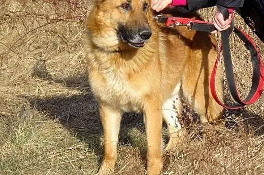 Diego w typie owczarka,  Kundelki cała Polska