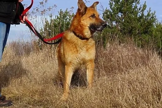 Diego w typie owczarka,  Kundelki cała Polska