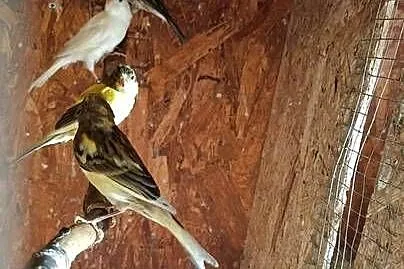 Sprzedam ptaki widoczne na zdjęciu, Wielkopolskie, Pleszew