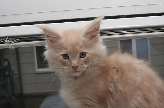 Sprzedam kocięta MAINE COON