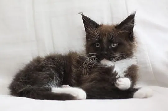 Sprzedam kocięta MAINE COON