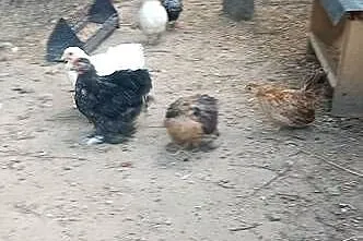 Do sprzedania kurki miniaturki, Lubelskie, Tarzymiechy Trzecie