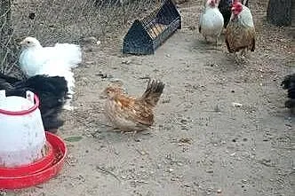Do sprzedania kurki miniaturki, Lubelskie, Tarzymiechy Trzecie