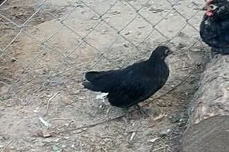 Do sprzedania kurki miniaturki, Lubelskie, Tarzymiechy Trzecie