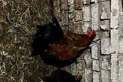 Sprzedam Brahmy olbrzymie, Lubuskie, Drezdenko