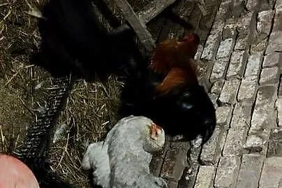 Sprzedam Brahmy olbrzymie, Lubuskie, Drezdenko