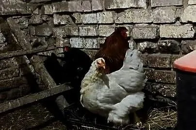 Sprzedam Brahmy olbrzymie, Lubuskie, Drezdenko