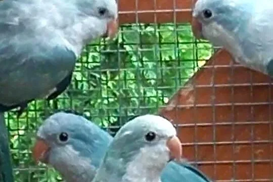 Mnichy na sprzedaż, Mazowieckie, Pilawa