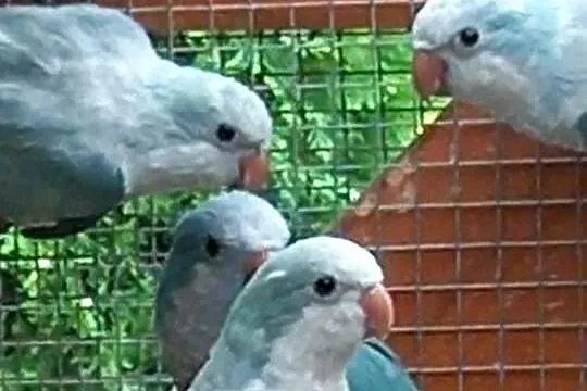 Mnichy na sprzedaż, Mazowieckie, Pilawa
