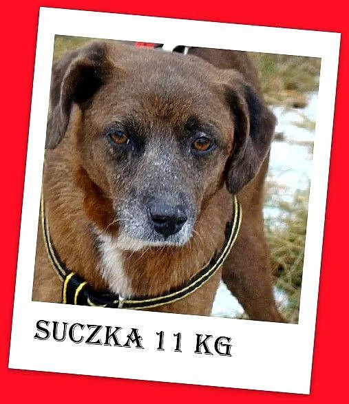 Czekoladowa, 5 letnia suczka MAŁPKA,przyjazna, łag