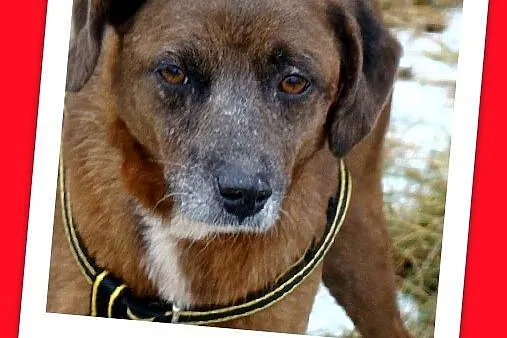 Czekoladowa, 5 letnia suczka MAŁPKA,przyjazna, łagodna_Adopcja