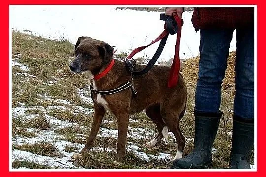 Czekoladowa, 5 letnia suczka MAŁPKA,przyjazna, łag